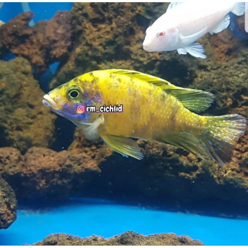 

ikan cichlid OB Peacock Yellow - size 12cm