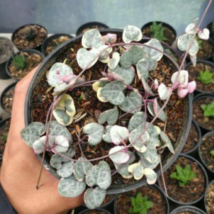 kaktus-Sekulen String of heart variegata