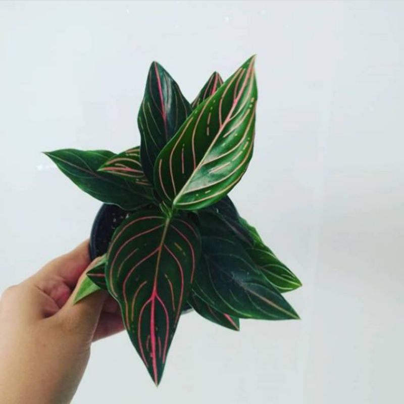 Tanaman hias Aglonema rotundum - rotundum hijau