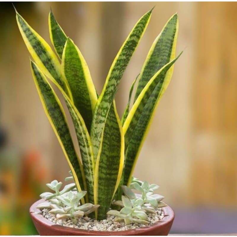 Tanaman Hias Lidah Mertua Sansevieria Tinggi 40cm Mudah Dirawat