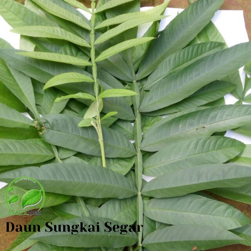 500 Gram Daun Sungkai Segar Petik Langsung - Herbal penagkal virus kaya manfaat