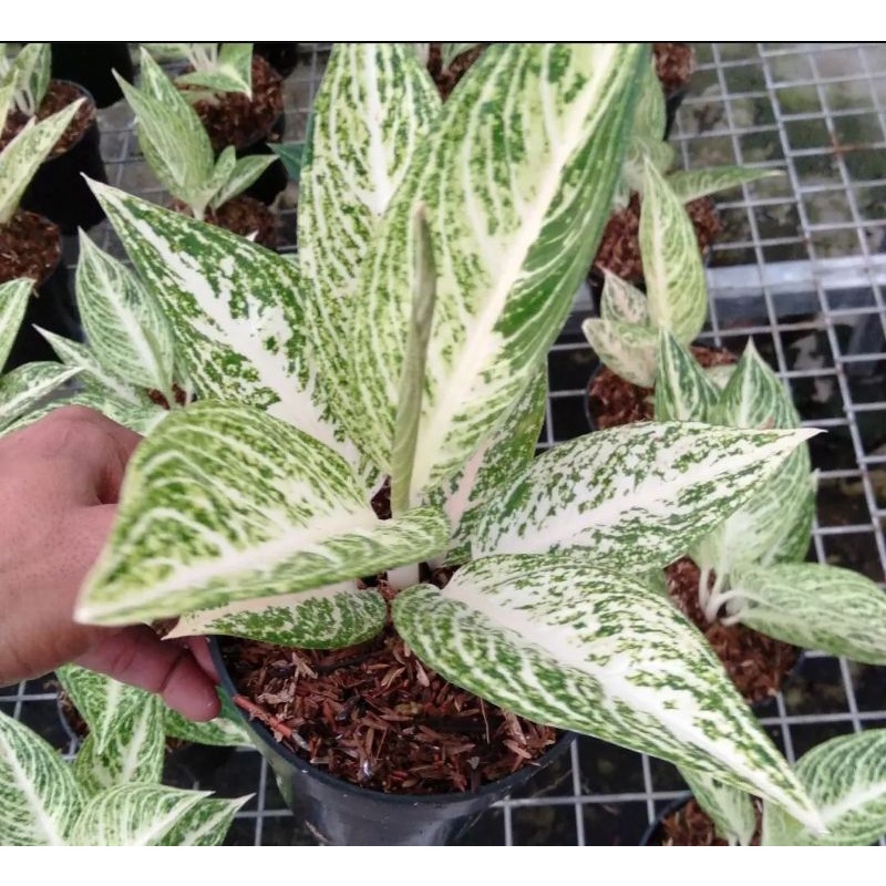 AGLAONEMA / AGLONEMA LEGACY
