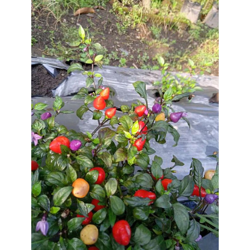 bibit cabe pelangi