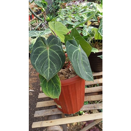 anthurium forgetii