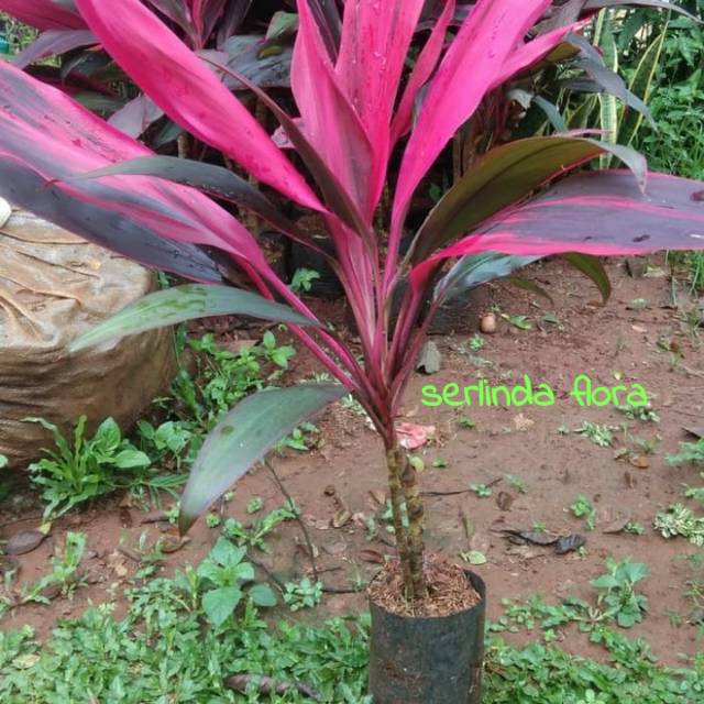 Hanjuang merah ( andong)