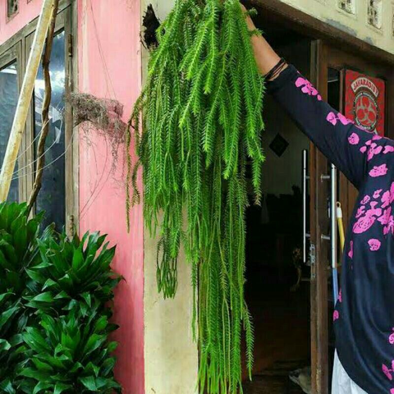 Tanaman Hias Gantung/Dinding Pakis Rumbai