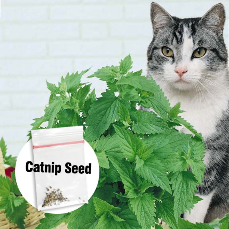 BIBIT CATNIP ISI 10 - Benih Catnip Biji Catnip Kucing Mainan Kucing Catmint Obat Stress Kucing Makanan Kucing