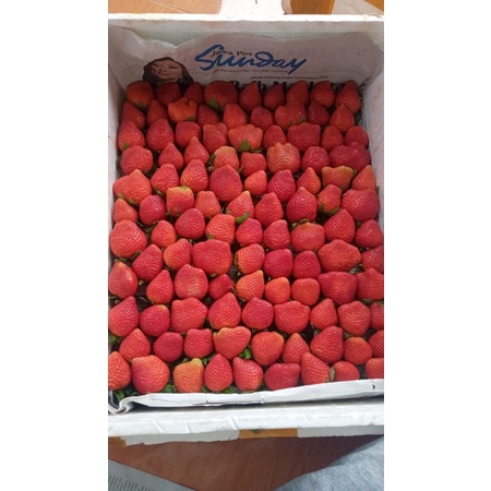 

Strawberry Lokal Tanpa Pengawet Fresh Petik Kebun