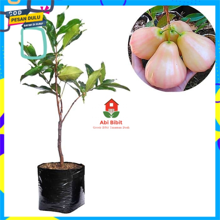 Bibit Jambu Air King Rose