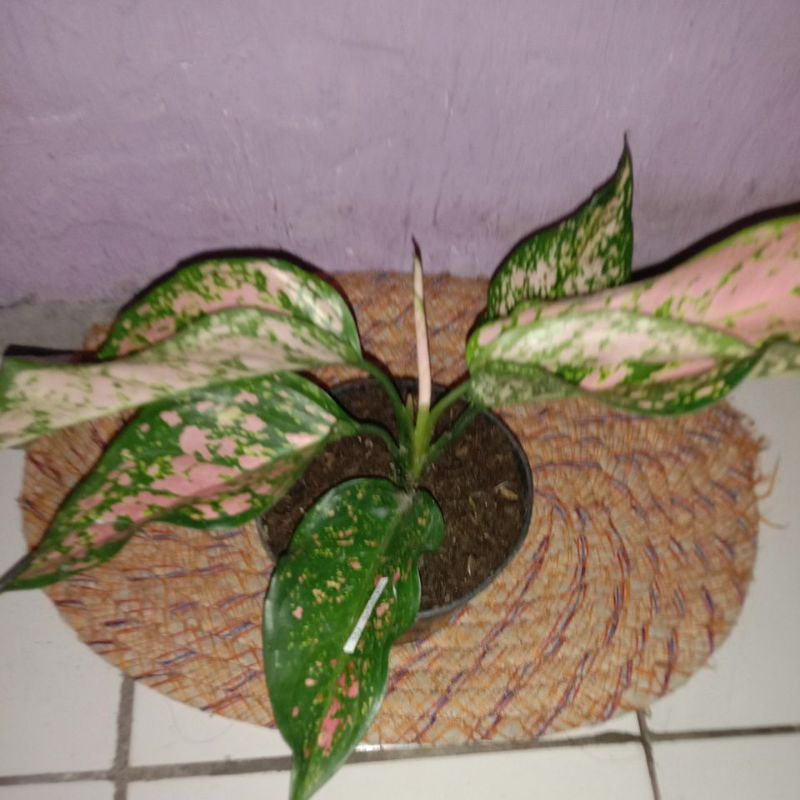 aglonema lady valentine jumbo