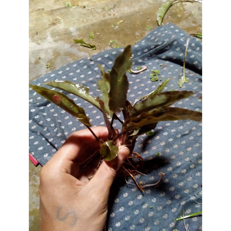 

cryptocoryne albida tanaman aquascape