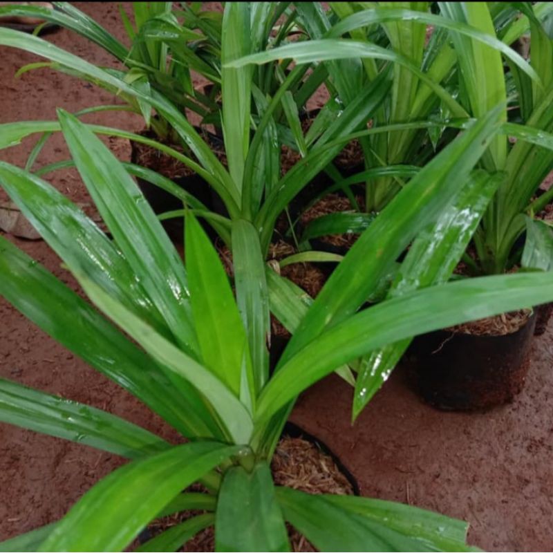 Bibit Pohon Pandan Wangi / Pohon Pandan Wangi