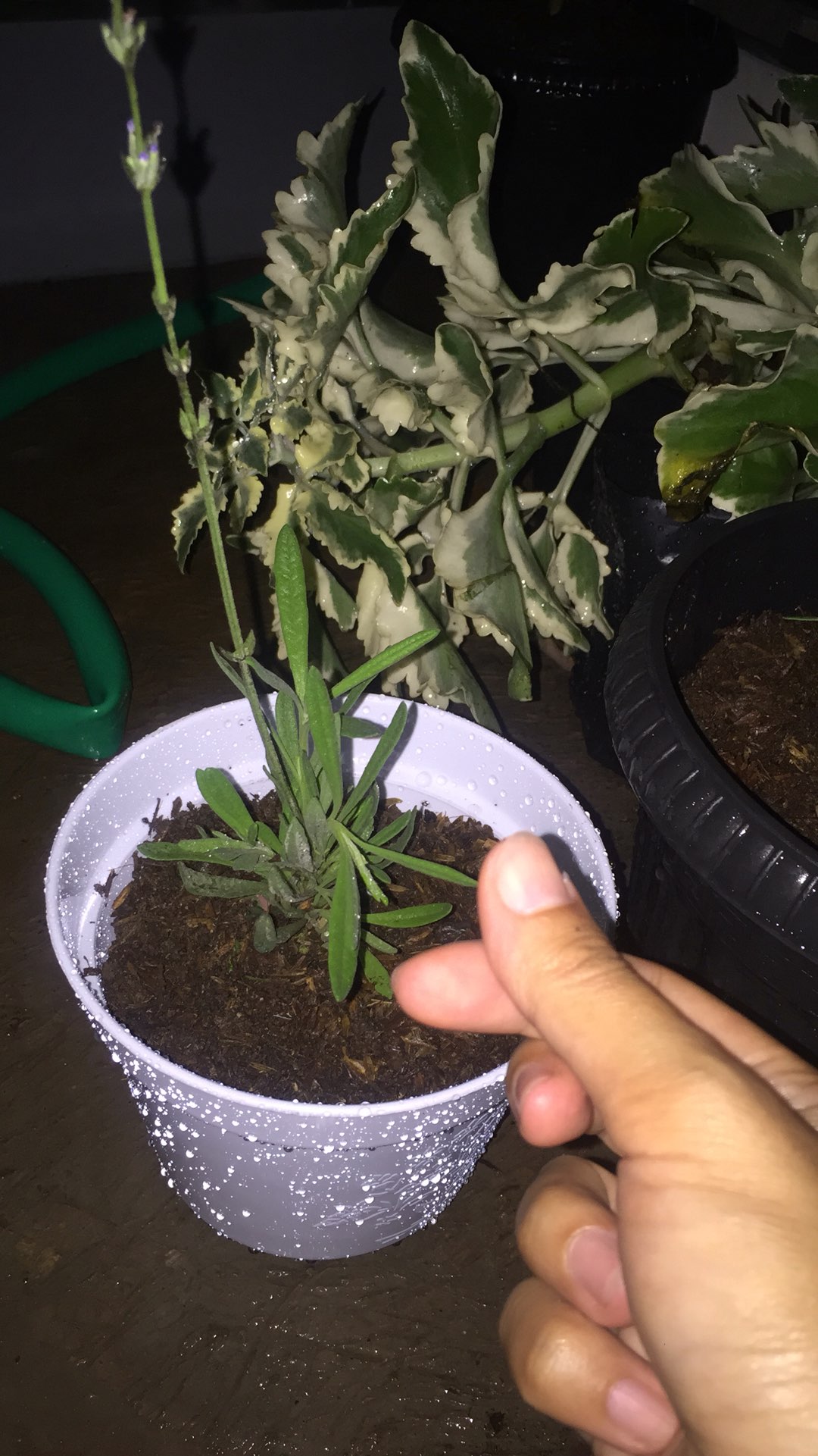 Tanaman Lavender Asli Anti Nyamuk