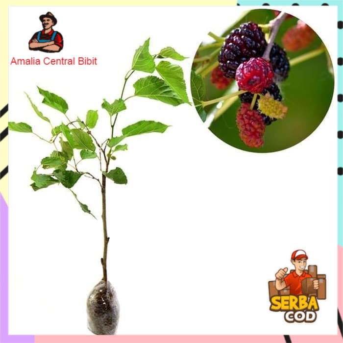 Bibit Buah Murbei Cangkok