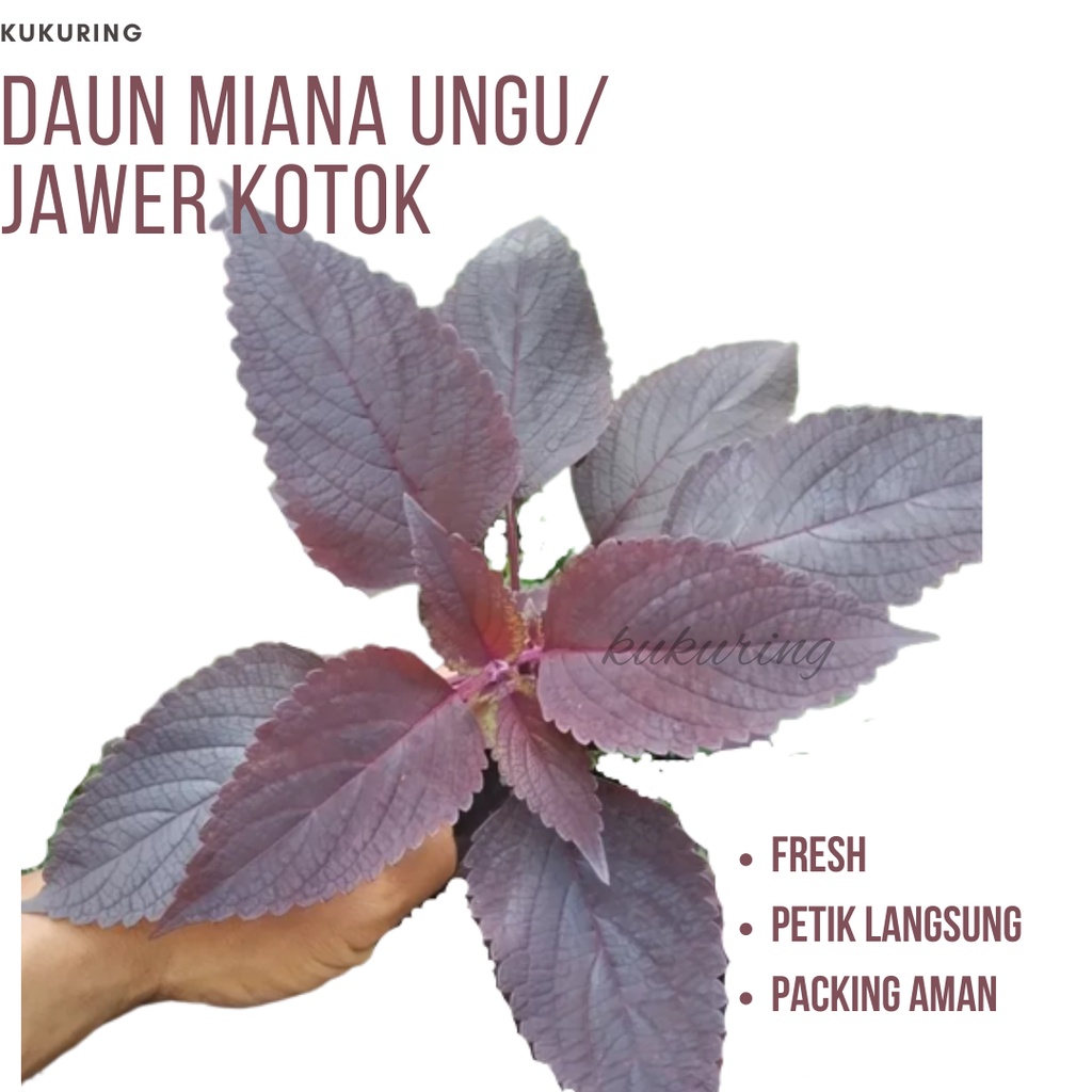 Paket 1 Kg Daun iler atau Jawer Kotok Segar langsung Petik Murah