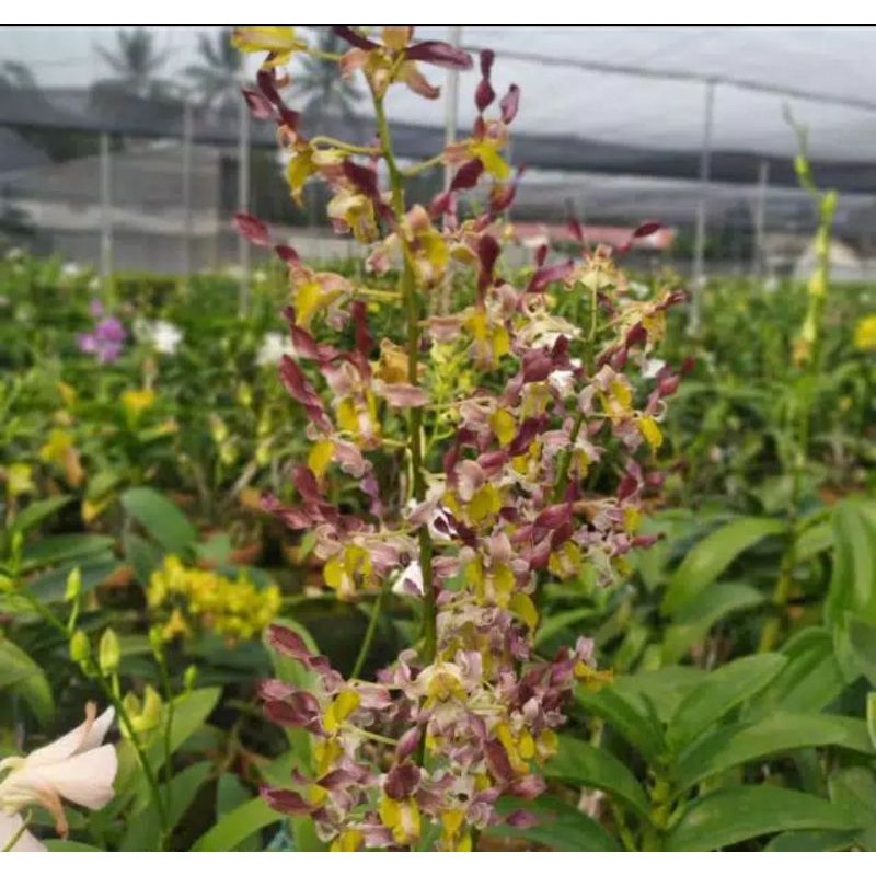 PROMO Tanaman hias Anggrek Dendrobium Keriting Rambo