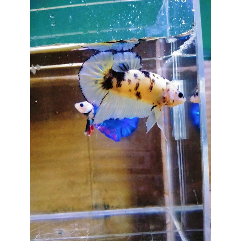 

cupang hias yellow koi marsupilami (siap breed)