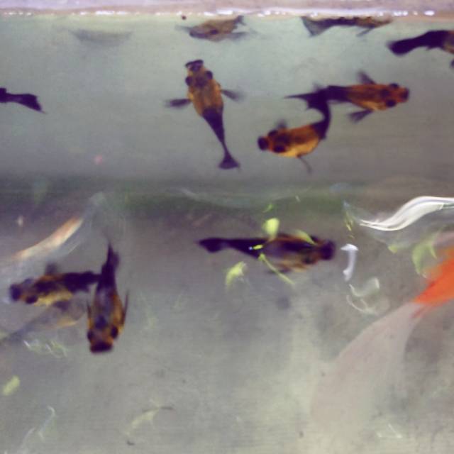 

Golden Fish Thailand