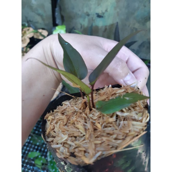 anthurium black dragon murah