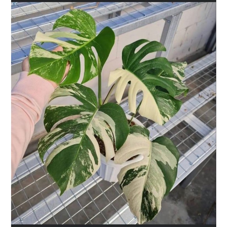 Monstera White Tiger Variegata Ekonomis