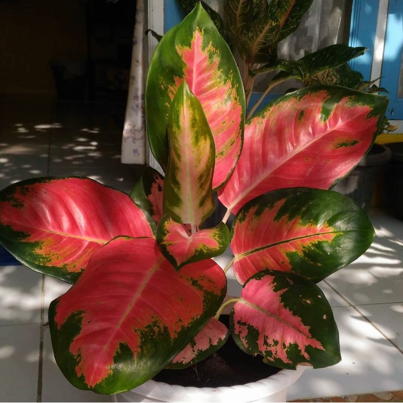 kochin paramruai / aglonema kochin paramruay merah murah