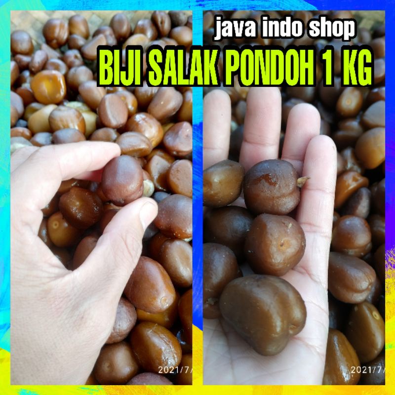 BIJI SALAK PONDOH 1KG / BIBIT SALAK PONDOH / BENIH SALAK