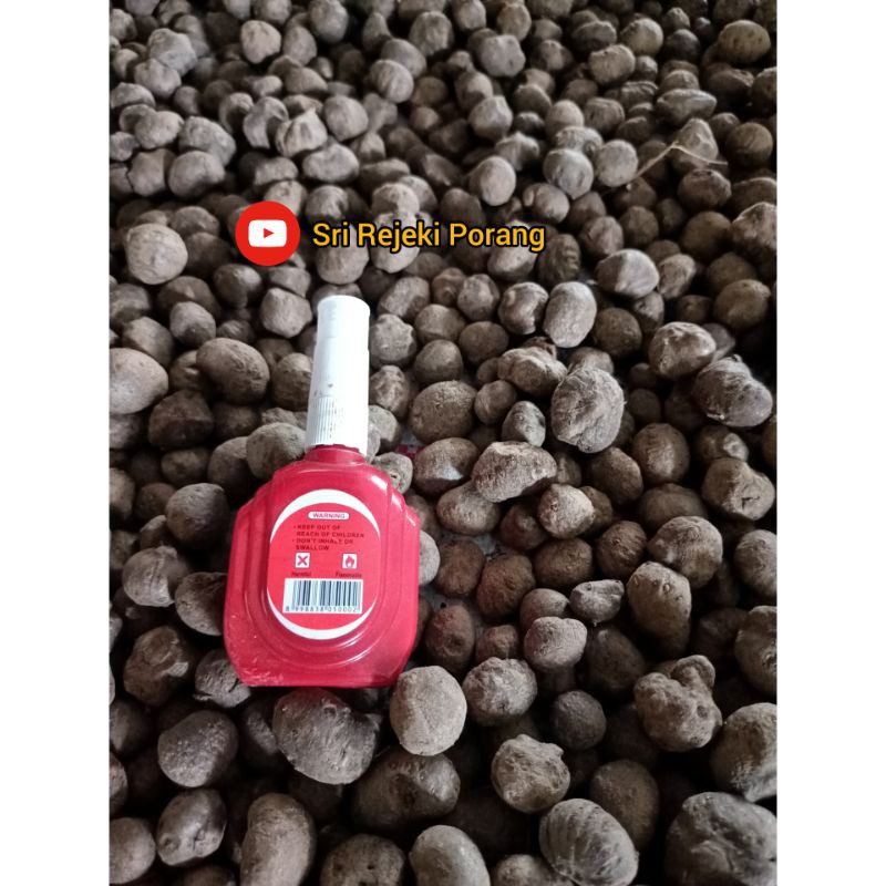 Bibit Porang || Katak Porang mini berat 250 gram