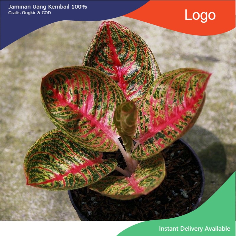 Anakan Aglonema Legacy Mangkok