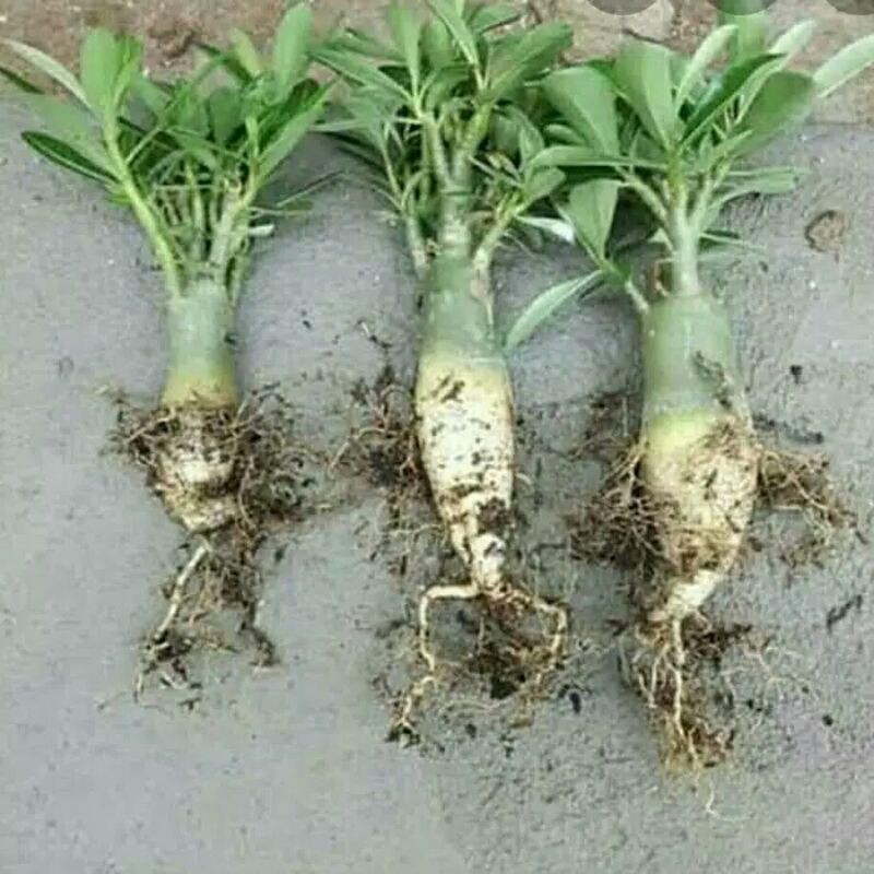 tanaman adenium bunga tumpuk cabang seribu