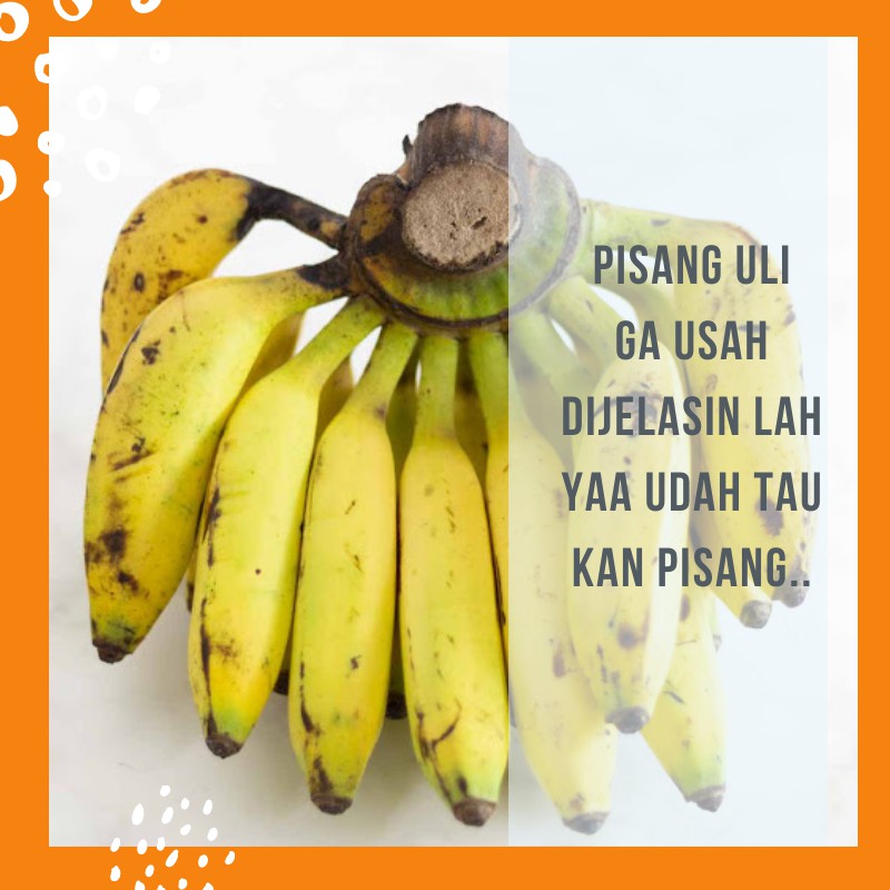 

Pisang Uli Buah Pisang Uli Premium 1 Sisir Satu Sisir