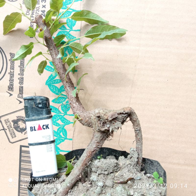 bahan bonsai mame bunut merah