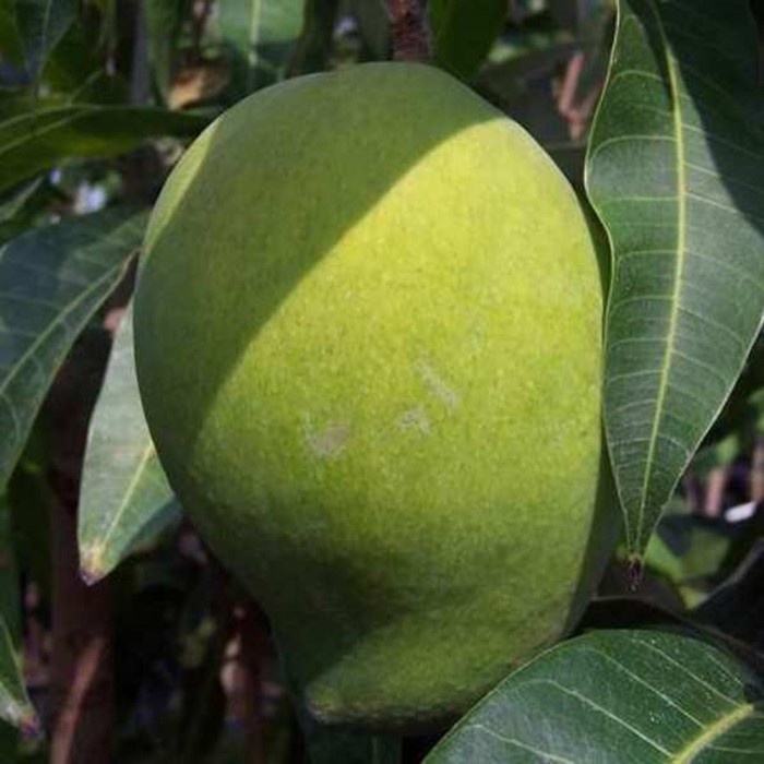 Bibit Tanaman Buah MANGGA ALPUKAT Premium