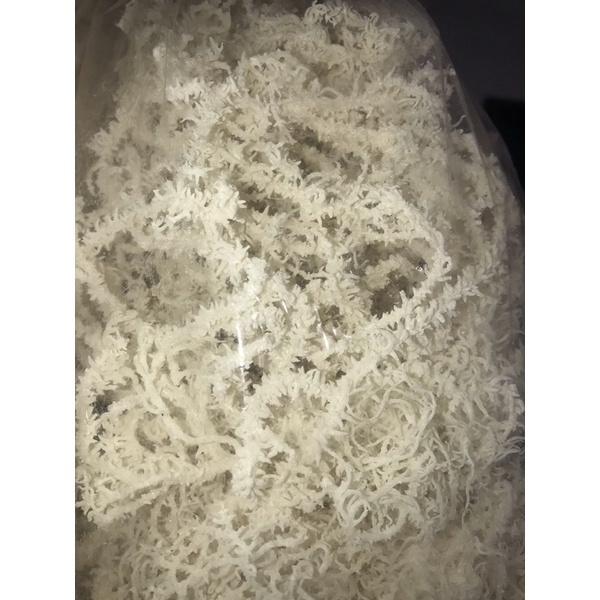 

RUMPUT LAUT KERING PUTIH SUPER MURAH