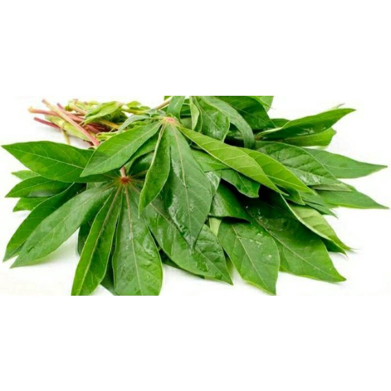 

Daun Singkong Fress Ketela / Daun (manihot esculenta) Paket 1 Kg