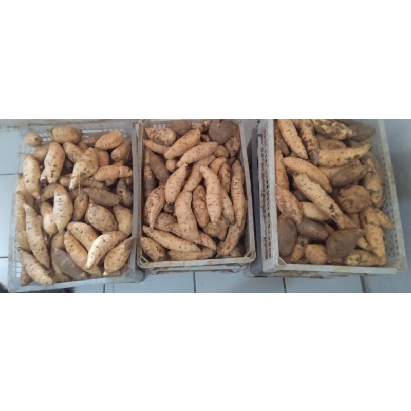 

Honey Sweet Potato / Ubi Madu / Ubi Cilembu / Ubi Madu Cilembu 1Kg