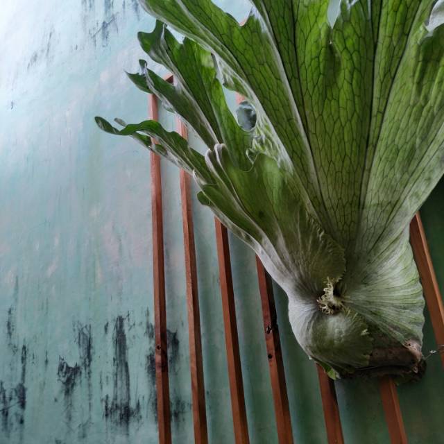 Platycerium wandae tanduk rusa papua langka