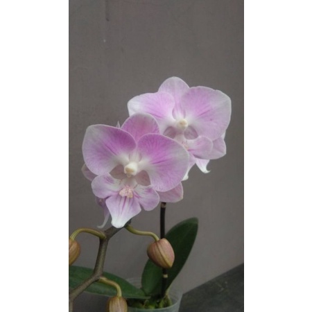 anggrek bulan premium pink sakura biglips garis phalaenopsis hybrid bunga mini kondisi spike