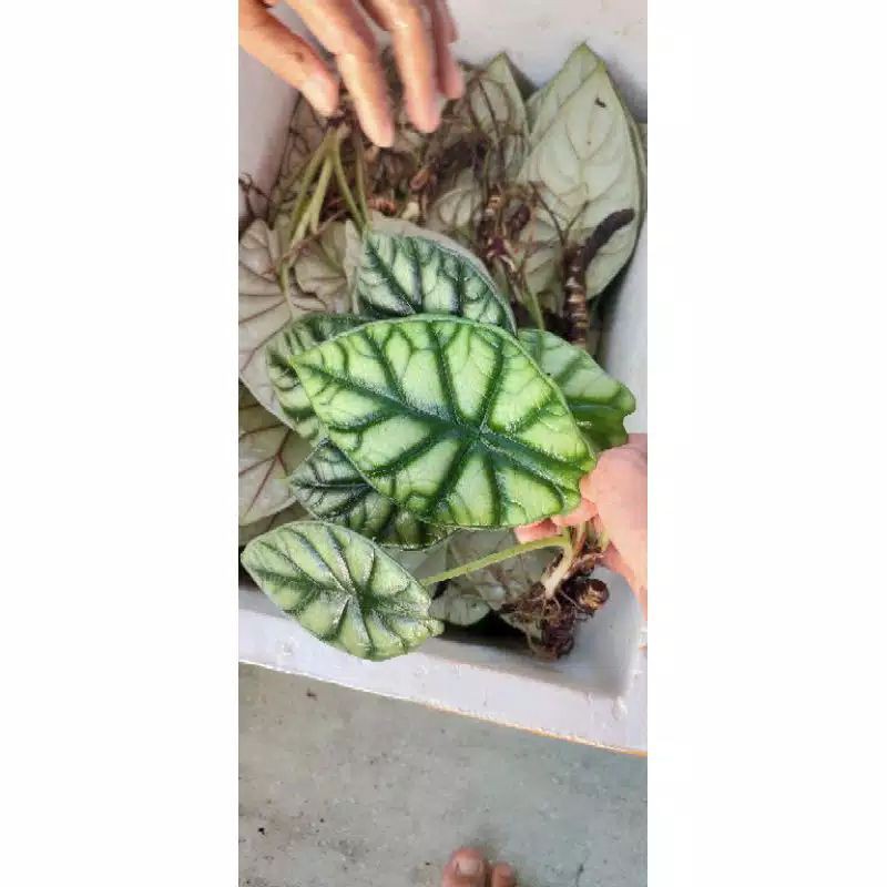 KELADI TENGKORAK/ALOCASIA DRAGON SCALE SILVER