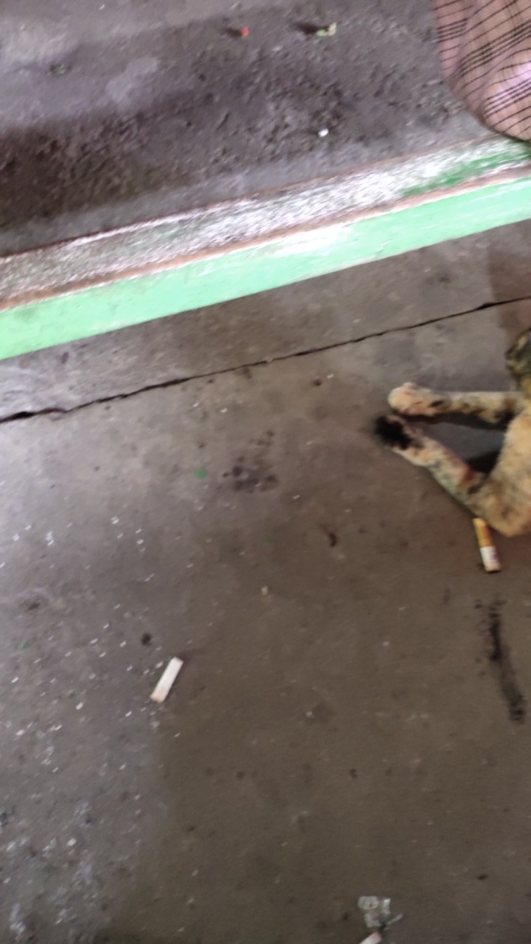 Surajaya Cabut Sogan Kemeja Batik Pria Full Furing Katun Cabut Primisima