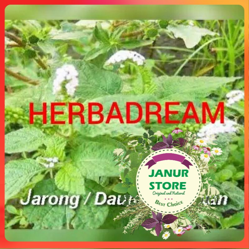 

DAUN SENGKETAN SANGKETAN BUBUK 500 GRAM - Heliotropium Indicum - MURNI - JSR - REMPAH