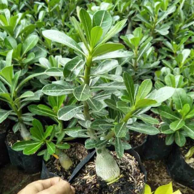 TANAMAN HIAS ADENIUM KAMBOJA JEPANG / POHON ADENIUM KAMBOJA JEPANG  ADENIUM KAMBOJA JEPANG