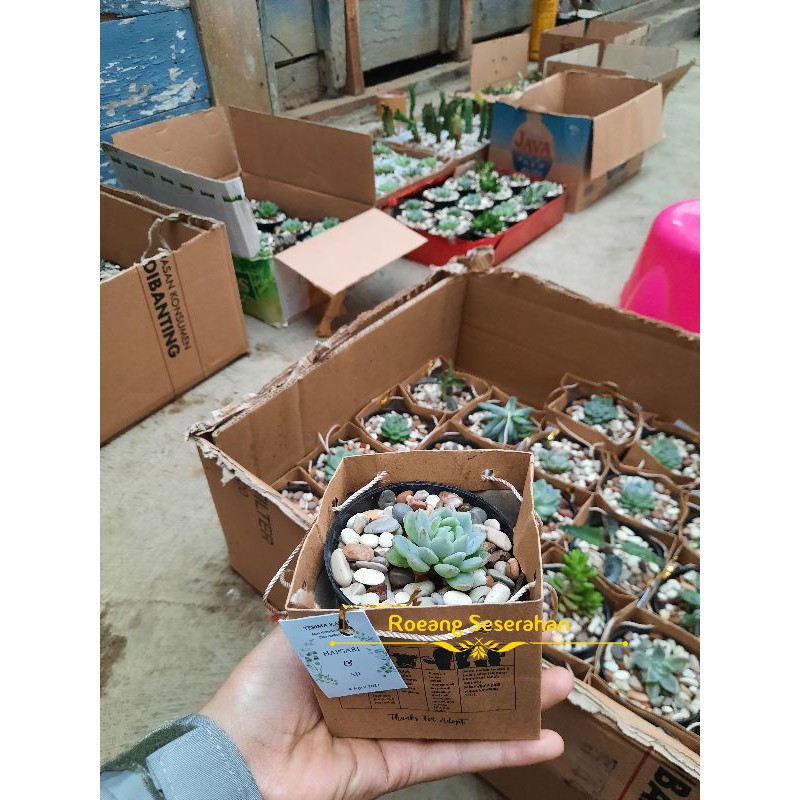 souvenir sukulen / kaktus