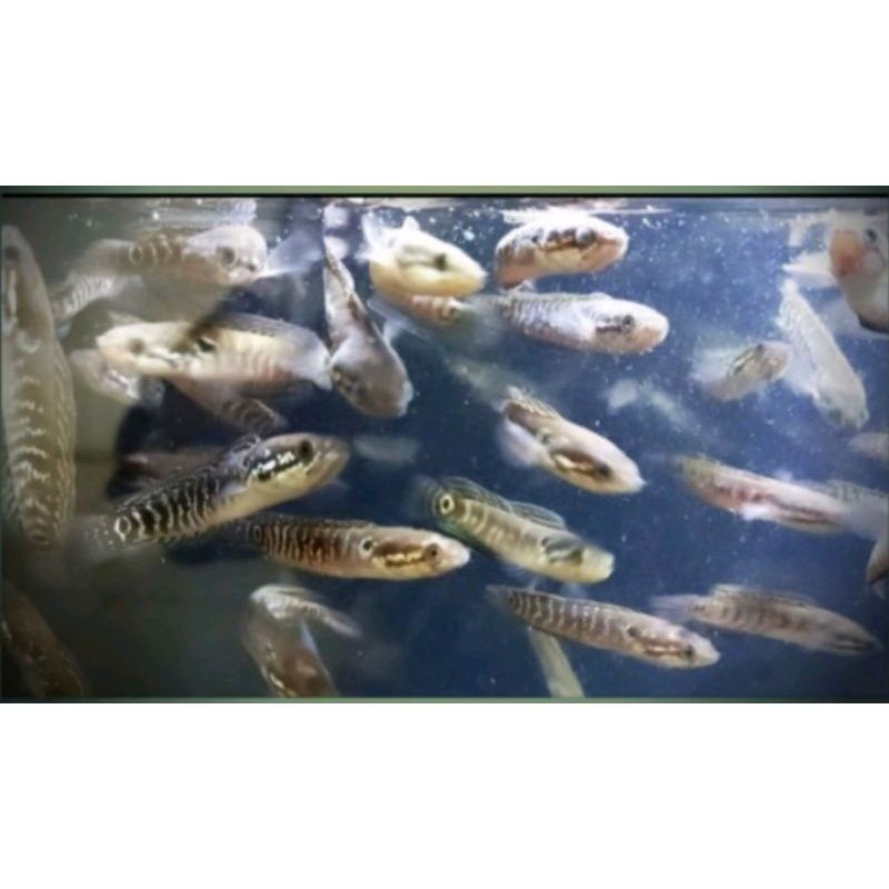 ASIATICA RSWS MURMER