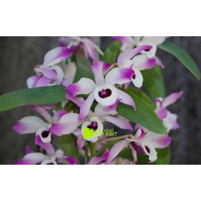 anggrek spesies dendrobium nobile