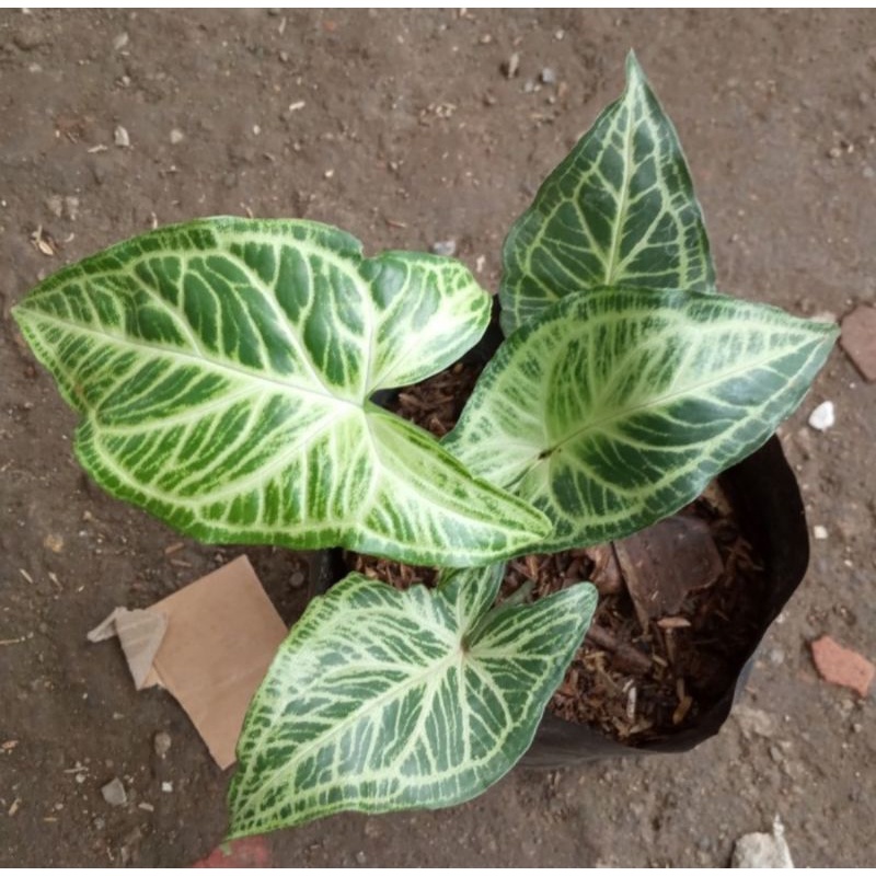 Tanaman Hias Syngonium Batik / pohon syngonium batik