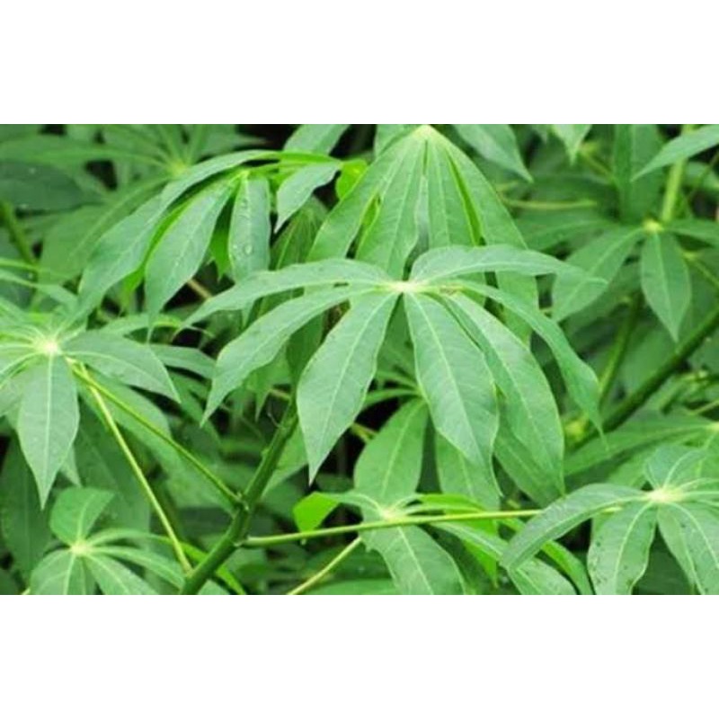 

DAUN SINGKONG MUDA SEGAR/100gr