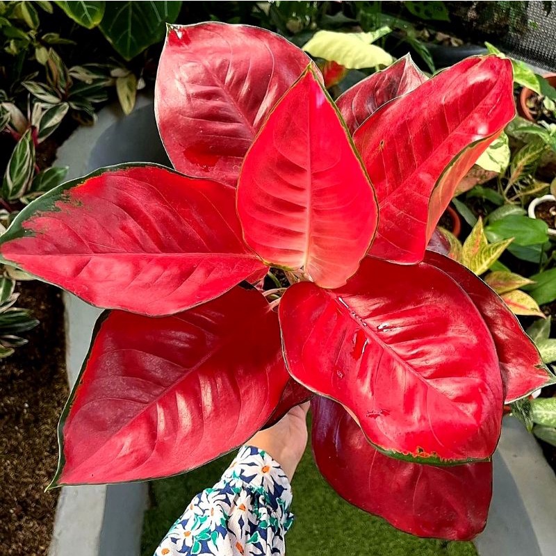 Aglonema Suksom Jaipong Daun Lebar Super Jumbo | Tanaman Hias Bunga Aglonema Aglaonema Murah Meriah