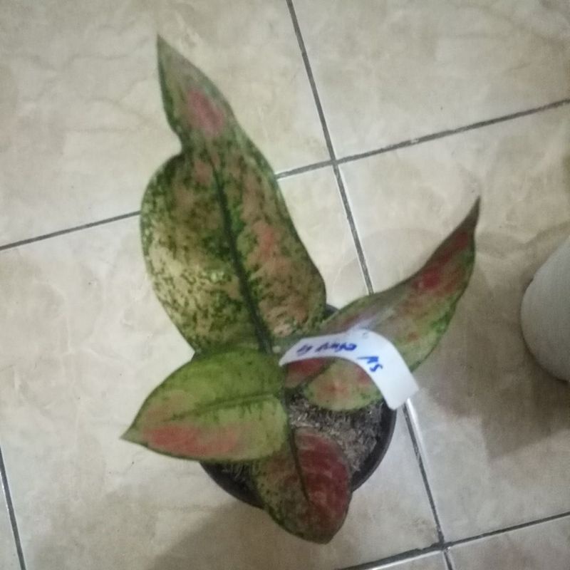 Aglonema Hengheng mutasi