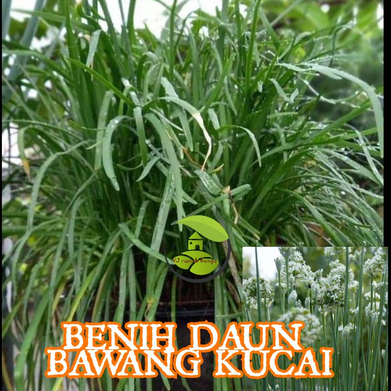 20 Biji - Benih Bibit Daun Bawang Kucai Garlic Chives