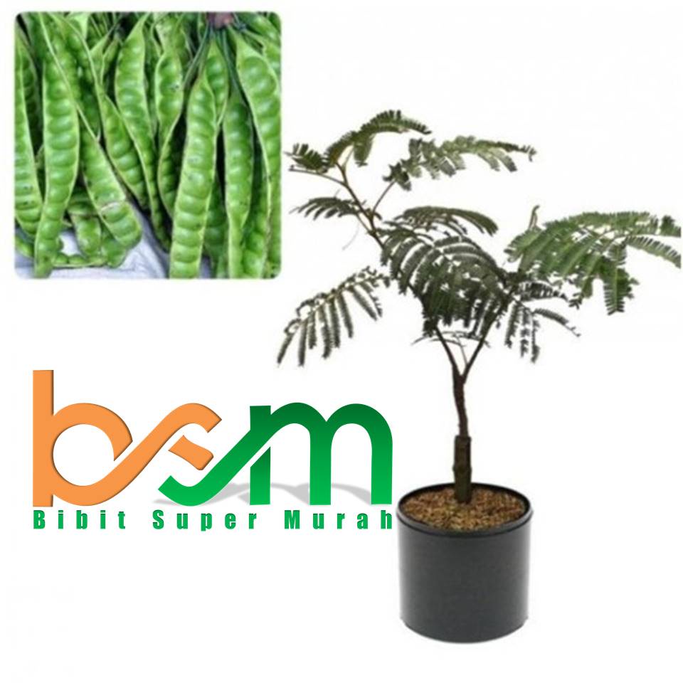 Bibit Petai Hibrida Varietas Unggul